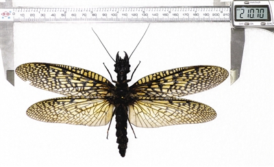 �ɶ����ɽ���� �������ˮ������