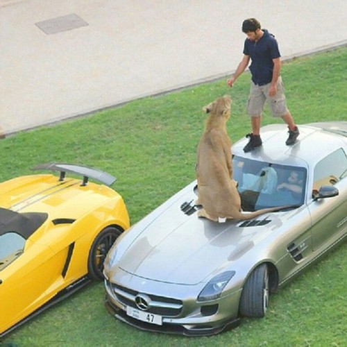 �ж�������ʨ�� ɹ�����Ÿ�(��ͼ)