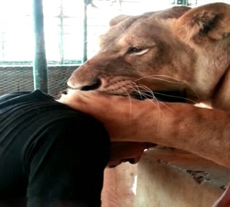 �ж�������ʨ�� ɹ�����Ÿ�(��ͼ)