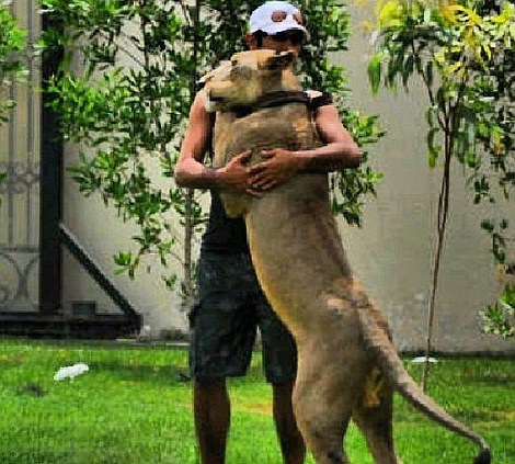 �ж�������ʨ�� ɹ�����Ÿ�(��ͼ)