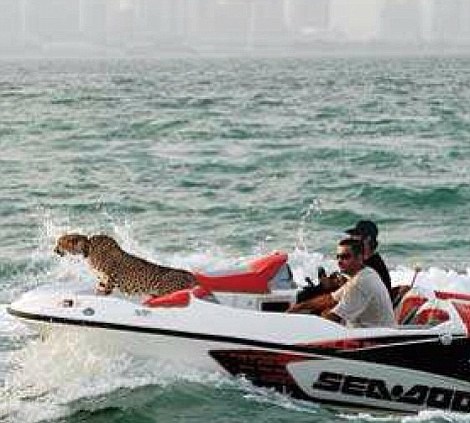 �ж�������ʨ�� ɹ�����Ÿ�(��ͼ)