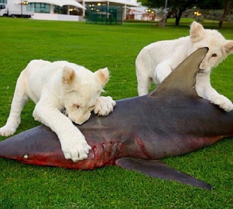 �ж�������ʨ�� ɹ�����Ÿ�(��ͼ)