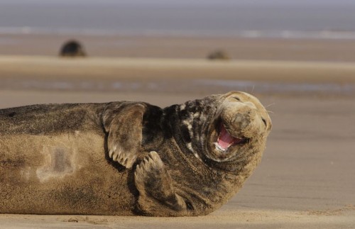 �̵㺣�����조��Ц����Ƭ ���黶������