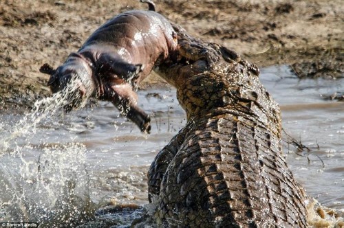 �𺳣�ʵ�����㲶ʳС����