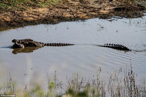 �𺳣�ʵ�����㲶ʳС����