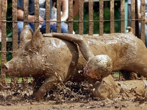 美国举行传统人猪摔跤大赛