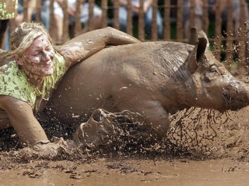 美国举行传统人猪摔跤大赛