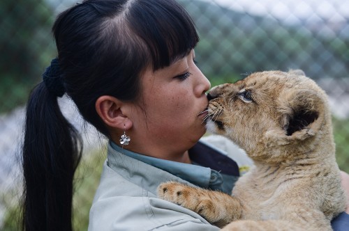 90������Ա����ġ�ʨ����Ե��