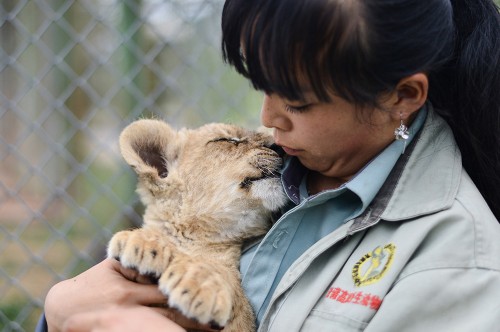 90������Ա����ġ�ʨ����Ե��