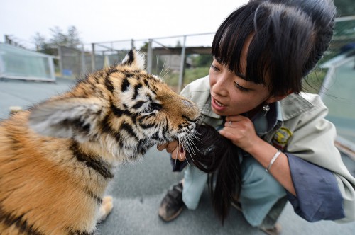 90������Ա����ġ�ʨ����Ե��