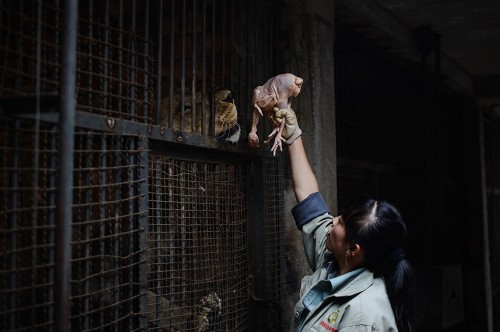 90������Ա����ġ�ʨ����Ե��