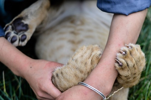 90������Ա����ġ�ʨ����Ե��