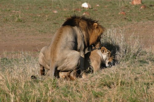 揭秘动物世界纠结爱情:疯狂交配与三角关系并存_科教_中国台湾网