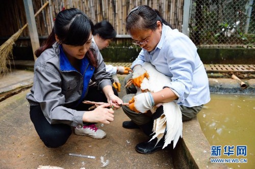 ˶ʿ��Ů���ϵ���ҽ