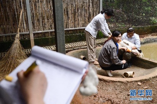 ˶ʿ��Ů���ϵ���ҽ