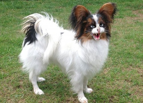 ����������PS���ӽ���������Ƭ