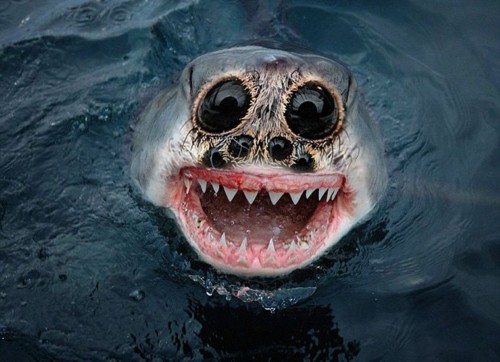 ����������PS���ӽ���������Ƭ