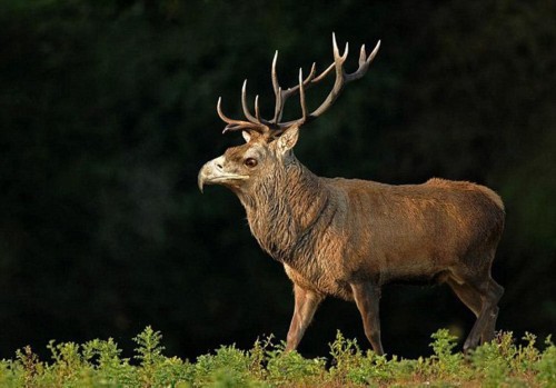 ����������PS���ӽ���������Ƭ