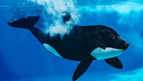 ����������PS���ӽ���������Ƭ