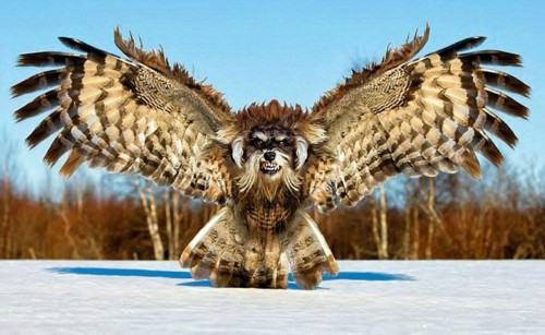 ����������PS���ӽ���������Ƭ