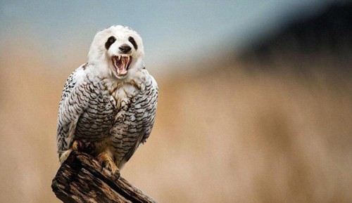 ����������PS���ӽ���������Ƭ