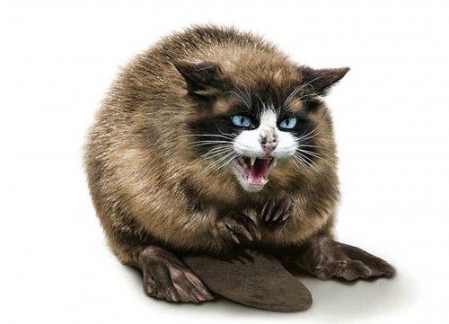 ����������PS���ӽ���������Ƭ