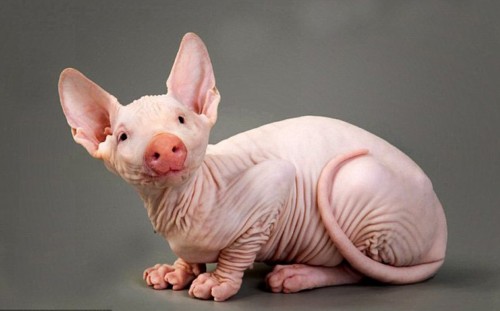 ����������PS���ӽ���������Ƭ