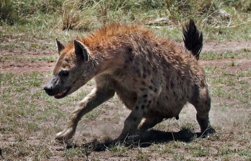 实拍豹与鬣狗争抢猎物