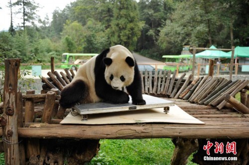 大熊猫拒绝体检搞破坏 咬坏电子秤吐舌卖萌