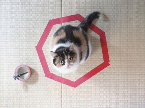 ���Ȧ���� è���Ӱ�ԲȦ��������һ̽����