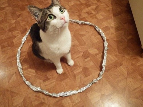 ���Ȧ���� è���Ӱ�ԲȦ��������һ̽����