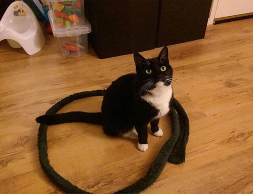 ���Ȧ���� è���Ӱ�ԲȦ��������һ̽����