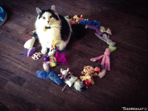 快进圈里来 猫咪钟爱圆圈引发网友一探究竟