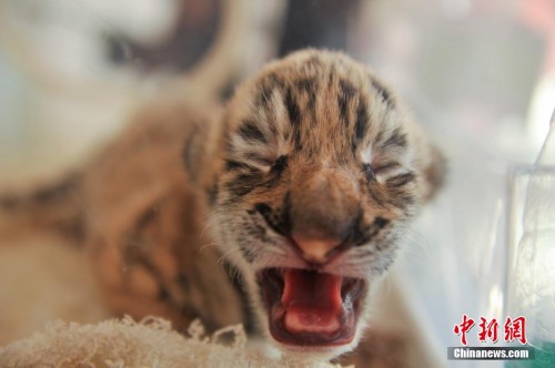 ����Ұ������԰������ֻ���������ȿɰ�