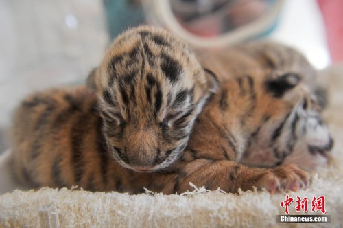 ����Ұ������԰������ֻ���������ȿɰ�