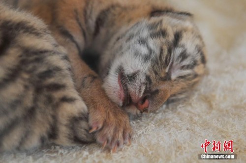 ����Ұ������԰������ֻ���������ȿɰ�