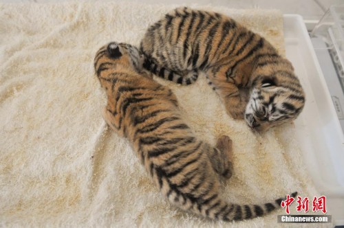 ����Ұ������԰������ֻ���������ȿɰ�