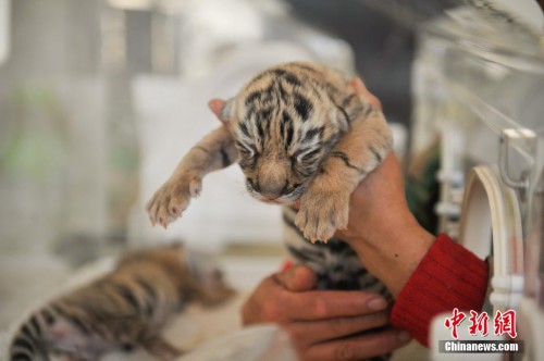 ����Ұ������԰������ֻ���������ȿɰ�