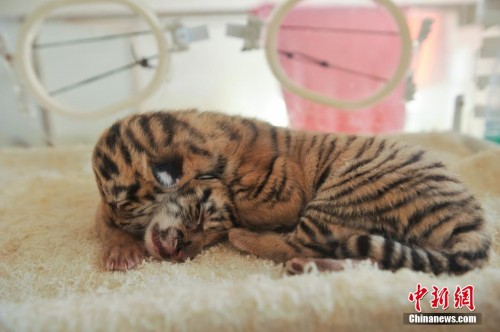 ����Ұ������԰������ֻ���������ȿɰ�