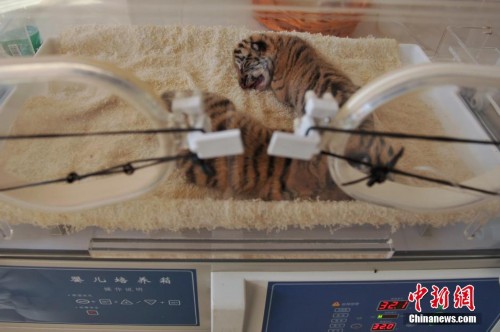 ����Ұ������԰������ֻ���������ȿɰ�