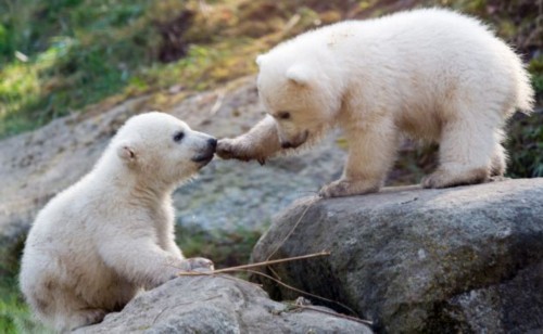 ��˫��̥�����ܴ������