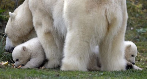 ��˫��̥�����ܴ������