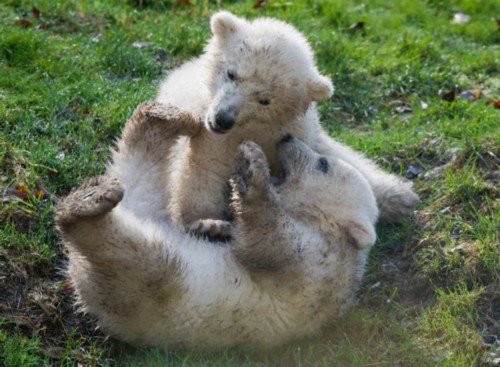 ��˫��̥�����ܴ������