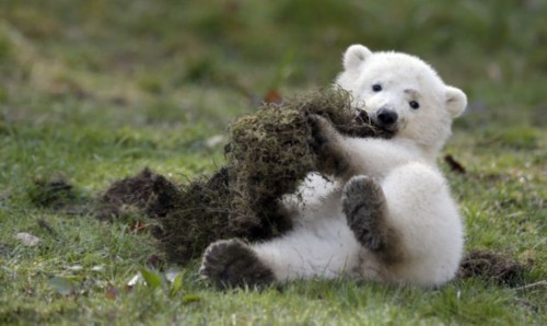 ��˫��̥�����ܴ������