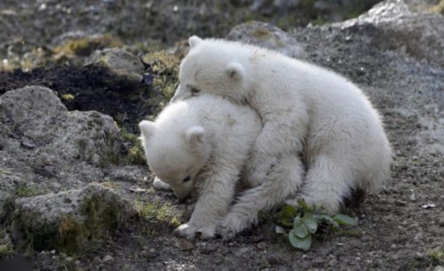 ��˫��̥�����ܴ������