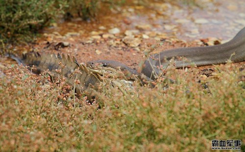 ������������ƶ�Ƥ��