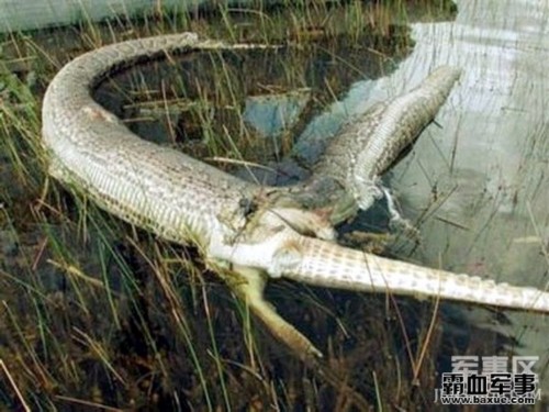 ������������ƶ�Ƥ��