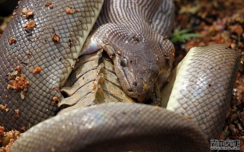 ������������ƶ�Ƥ��