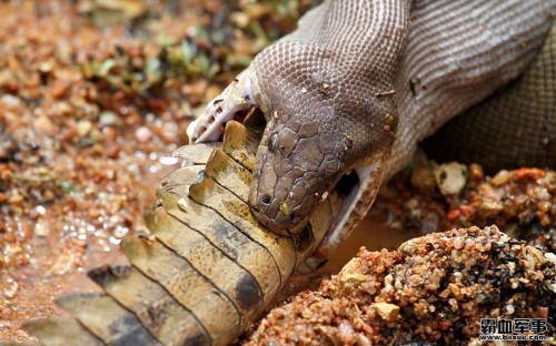 ������������ƶ�Ƥ��