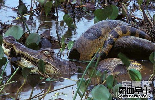 ������������ƶ�Ƥ��